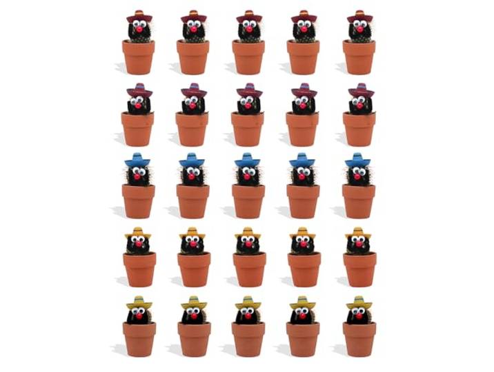 DutchLeafs Cactussen Mexicaan Sombrero in Terracotta Bloempot - 20 Stuks - Kwekerspot 5,5 cm - Hoogte 8-15 cm - Mini Cactussen - Kamerplanten