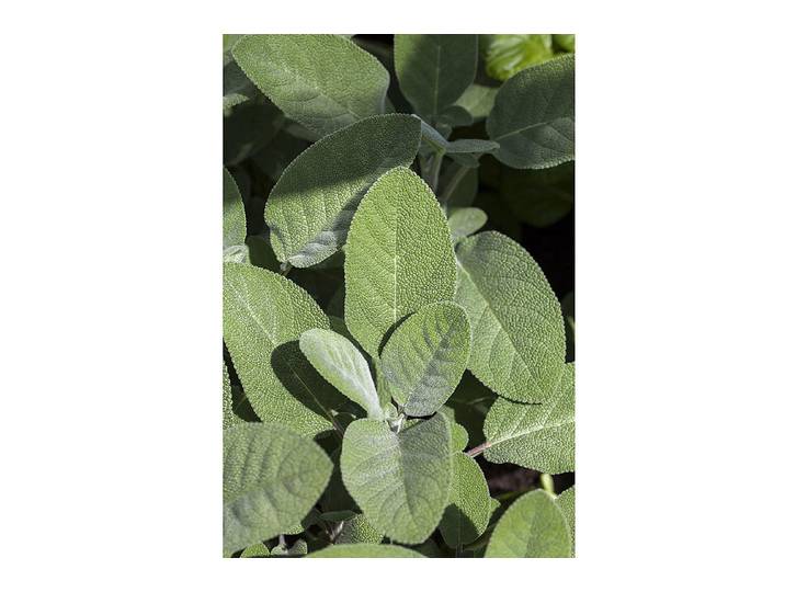 Naturaplan Bio-Salbei ⌀ 13 cm