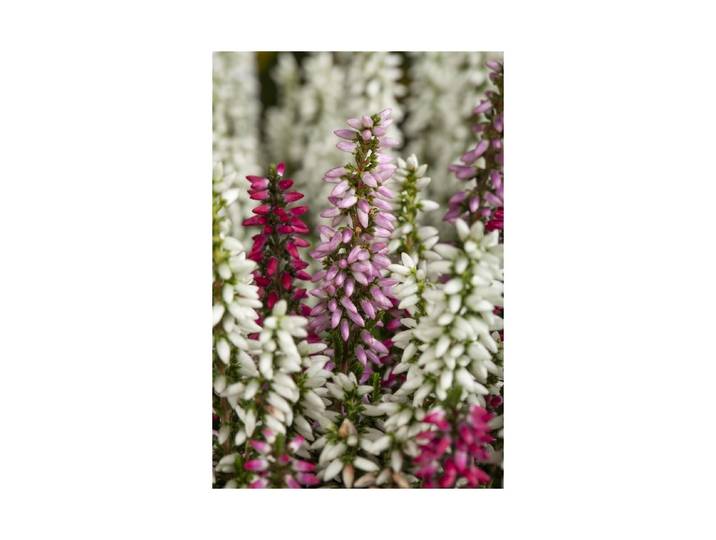 Calluna vulgaris Knospenheide Beauty Ladies Starlight Trio ⌀ 17 cm