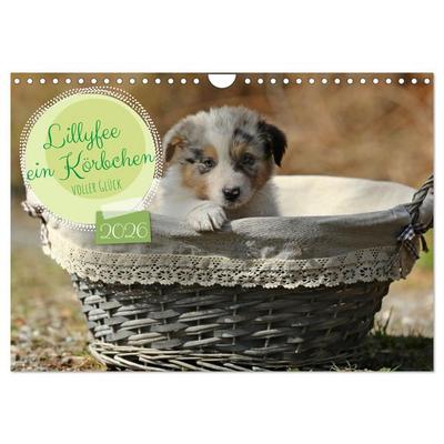 Lillyfee und ein Körbchen voller Glück (Wandkalender 2026 DIN A4 quer), CALVENDO Monatskalender
