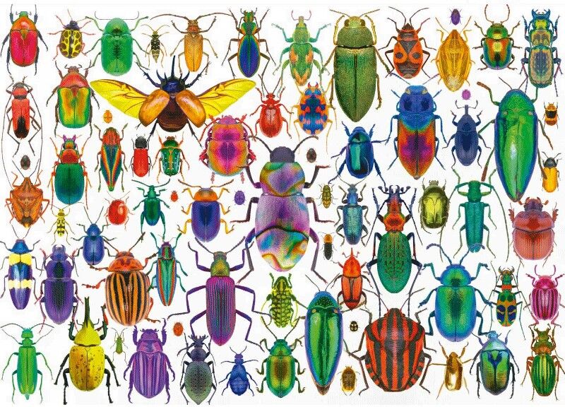 Puzzle 500 pcs Les coléoptères - Educa