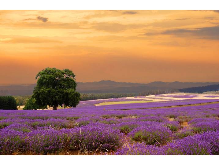 Fototapete PAPERMOON Lavender Field , bunt, B:1,5m L:1,11m, Vlies, Tapeten, Fototapete