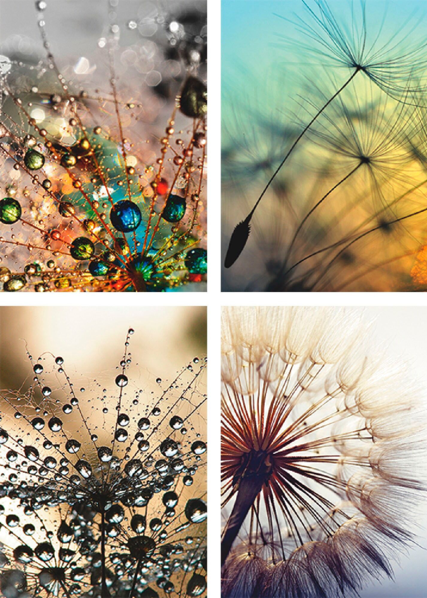 Poster ARTLAND "Pusteblume,Nahaufnahme Löwenzahn", beige (farbe bild(er): naturfarben), B:21cm H:29,7cm, Bilder, Poster, Bilder Set, 4tlg., ohne Rahmen farbe bild(er): naturfarben B/H/T: 21cm x 29,7cm, Poster Blumen Hochformat, 4 Stk.