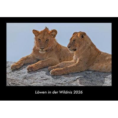 Löwen in der Wildnis 2026 Fotokalender DIN A3