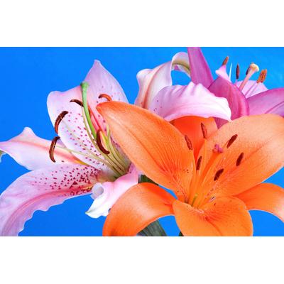 Fototapete PAPERMOON "Blumen", bunt, B:5m L:2,8m, Vlies, Tapeten