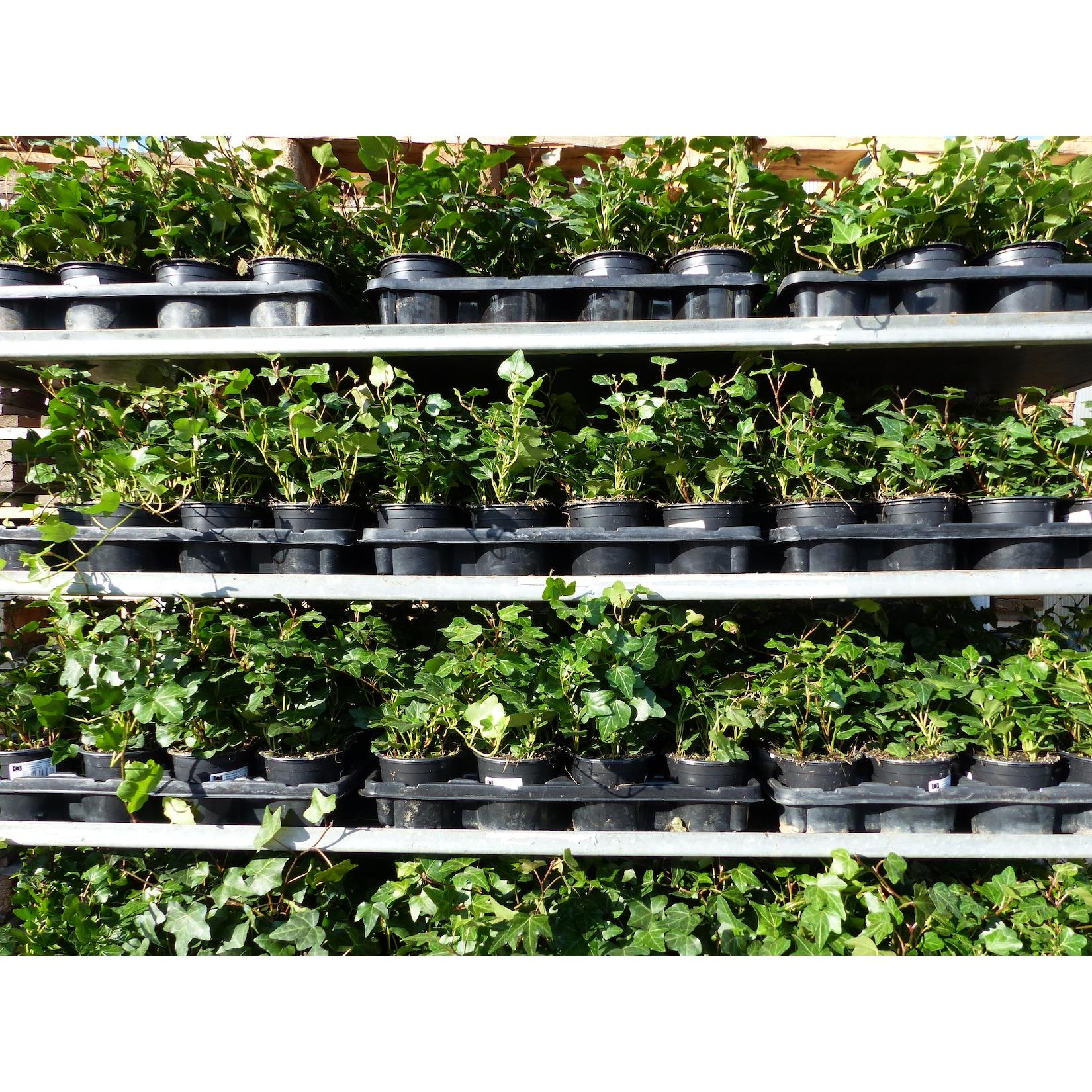 50 Stück Efeu Hedera helix 20 - 35 cm Heckenpflanze winterhart Kletterpflanze Hecke Sichtschutz blickdicht