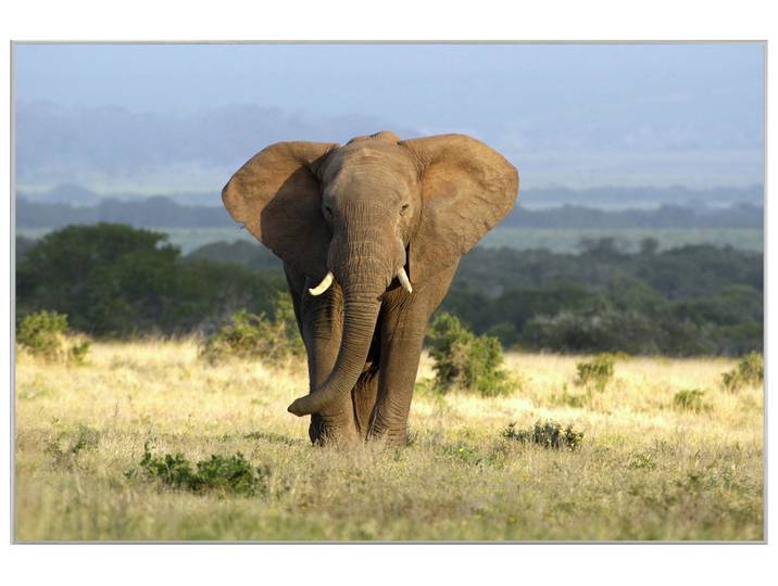 Bild mit Rahmen Elefant in Der Steppe image LAND