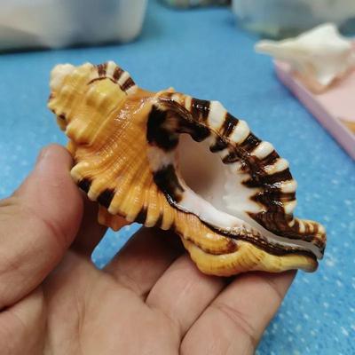 Uplift Essentials Black Spotted Bath Triton Sea Shell Natural Cymatium Lotorium Yellow Orange Conch Specimen For Aquariums & Photography 3.9 4.7 In (10 12 Cm)