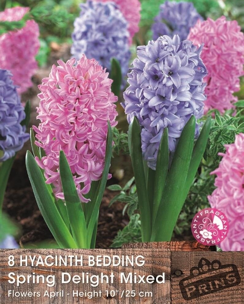 Prins Hyacint Spring Delight 8 bollen