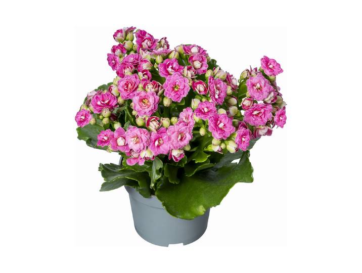 Qualité & Prix Gefüllte Kalanchoe ⌀ 10.5 cm