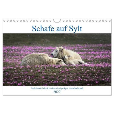 Schafe auf Sylt (Wandkalender 2027 DIN A4 quer), CALVENDO Monatskalender