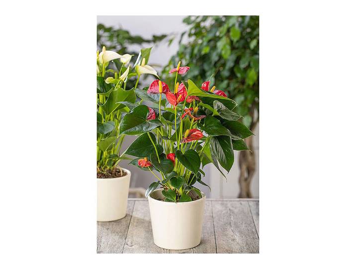 Qualité & Prix Flamingoblume Anthurium ⌀ 12 cm
