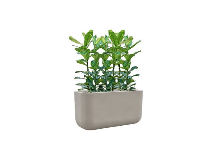Pflanzen Arrangement „Ficus lyrata in Seren“ Baq Design