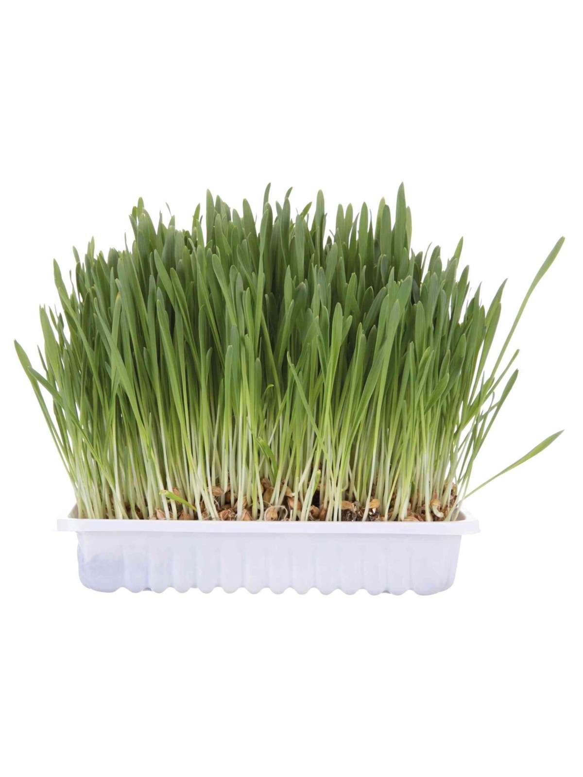 Trixie Katzengras mit Schale 100g