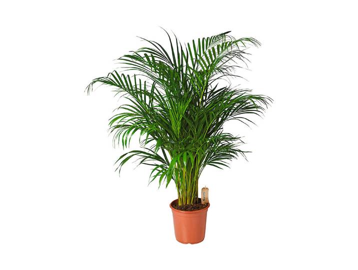 Qualité & Prix Betelnusspalme Areca catechu ⌀ 24 cm