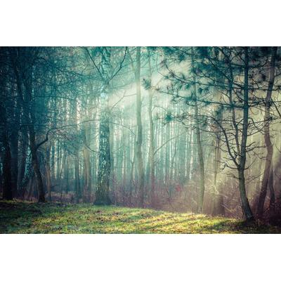 Fototapete PAPERMOON "Wald", bunt, B:4m L:2,6m, Vlies, Tapeten