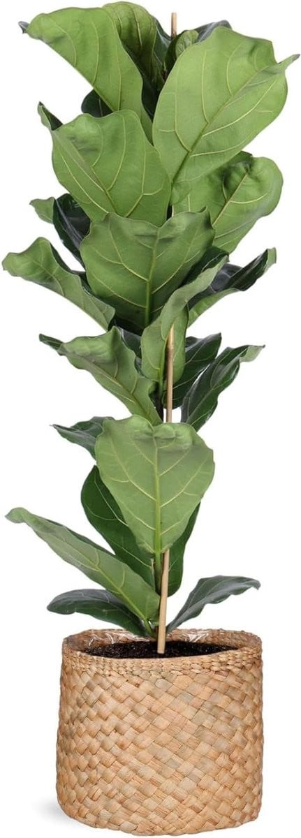 Merkloze Vertakte Vioolbladige Ficus Kamerplant - 120 cm - Groen