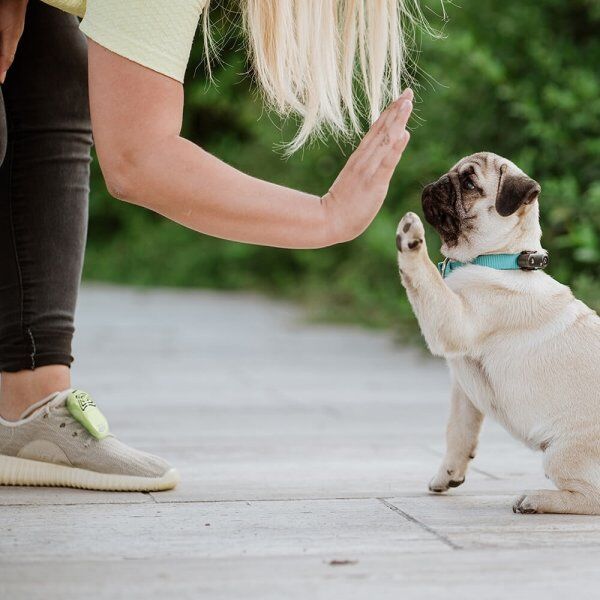 Tickless Mini Hund Flåtbeskyttelse, Sort