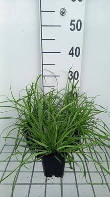 6 x Carex flava Gele zegge Pot van 9x9 cm