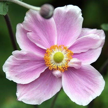6 x Viltige herfst anemoon Anemone tomentosa Albadura in pot van 9x9 cm van Arborix