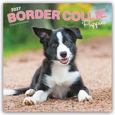 Border Collie Puppies – Border Collie Welpen 2027 – 16-Monatskalender