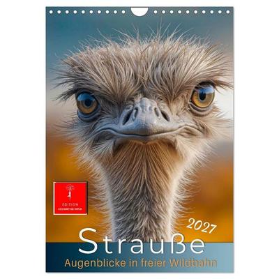 Strauße - Augenblicke in freier Wildbahn (Wandkalender 2027 DIN A4 hoch), CALVENDO Monatskalender