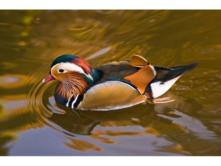 Papermoon Ente