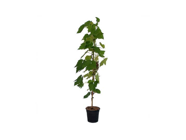 Weinrebe Venus 60-100cm inklusive Topf