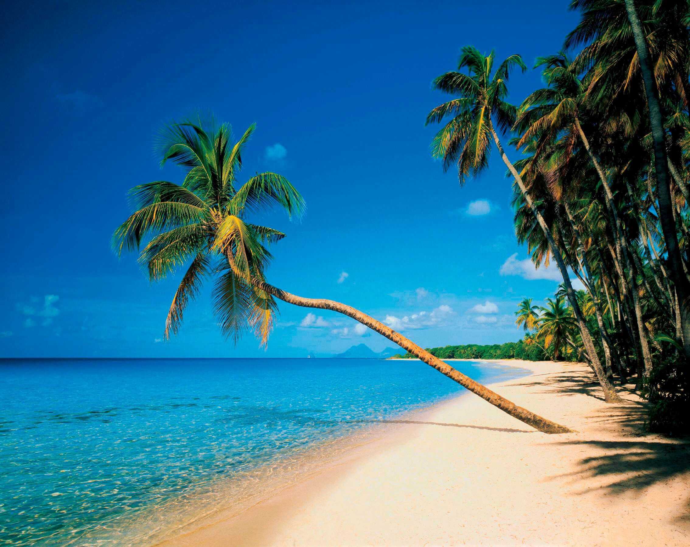 Fototapete PAPERMOON "Leaning Palms", bunt, B:3,5m L:2,6m, Vlies, Tapeten, Fototapete bunt B/L: 3,5m x 2,6m, Bahnen: 7 Stk.