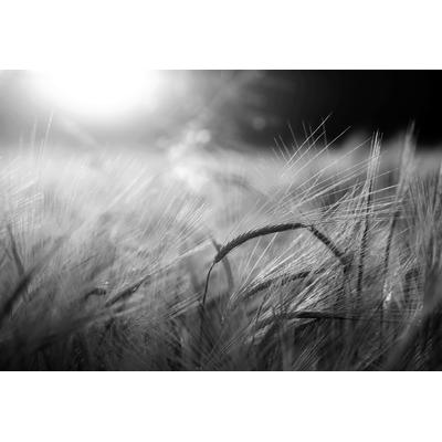 Fototapete PAPERMOON "Feld Schwarz & Weiß", schwarz (schwarz, weiß), B:3m L:2,23m, Vlies, Tapeten