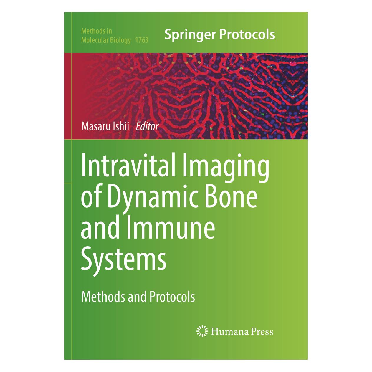 Springer Intravital Imaging of Dynamic Bone and Immune Systems (Englisch, Softcover, Masaru Ishii) (56049637)