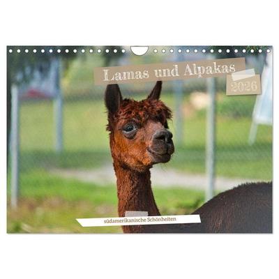 Lamas und Alpakas - südamerikanische Schönheiten (Wandkalender 2026 DIN A4 quer), CALVENDO Monatskalender