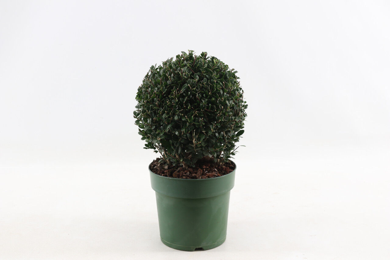 Pflanzen Japanische Stechpalme Kugel, Bergilex Ilex crenata Jenny 17 cm Topf