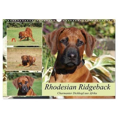 Rhodesian Ridgeback - Charmanter Dickkopf aus Afrika (Wandkalender 2026 DIN A3 quer), CALVENDO Monatskalender
