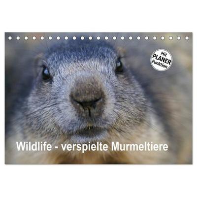 Wildlife - Verspielte Murmeltiere (Tischkalender 2027 DIN A5 quer), CALVENDO Monatskalender