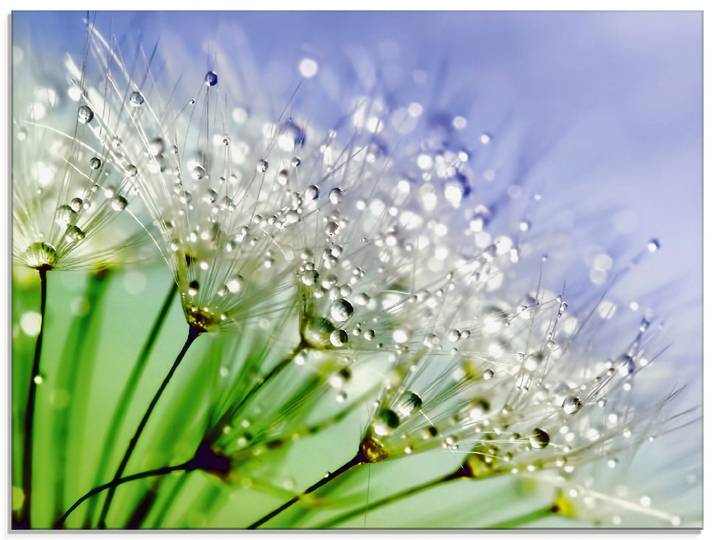 Glasbild ARTLAND Glitzernde Pusteblume , blau (farbe bild(er): blau), B:80cm H:60cm, Bilder, Glasbild, in verschiedenen Grössen