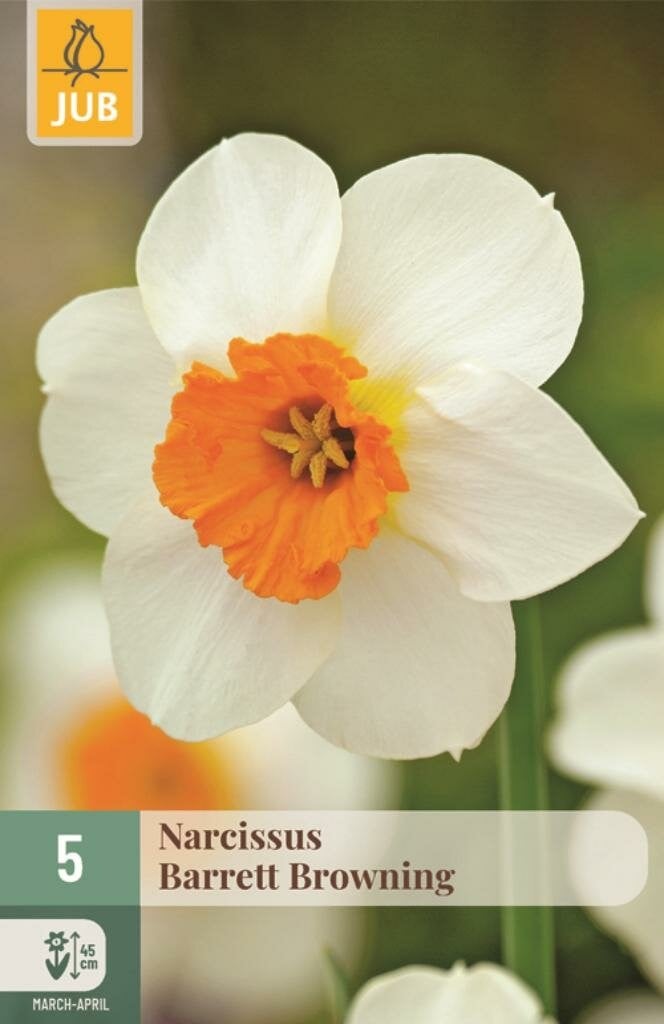 JUB Narcis Barrett Browning 5 bollen