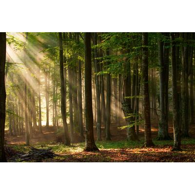 Fototapete PAPERMOON "Autumn Forest", bunt, B:2,5m L:1,86m, Vlies, Tapeten