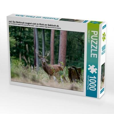 CALVENDO Puzzle Juli: Der Beihirsch reagiert sich im Wald am Gebüsch ab. | 1000 Teile Lege-Größe 64x48cm Foto-Puzzle für glückliche Stunden