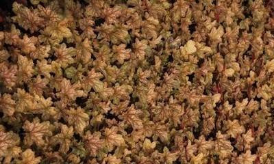 6 x Heuchera hybr. Ginger Ale - Purperbloemige kornoelje - Pot van 9 x 9 cm - GRDplanten