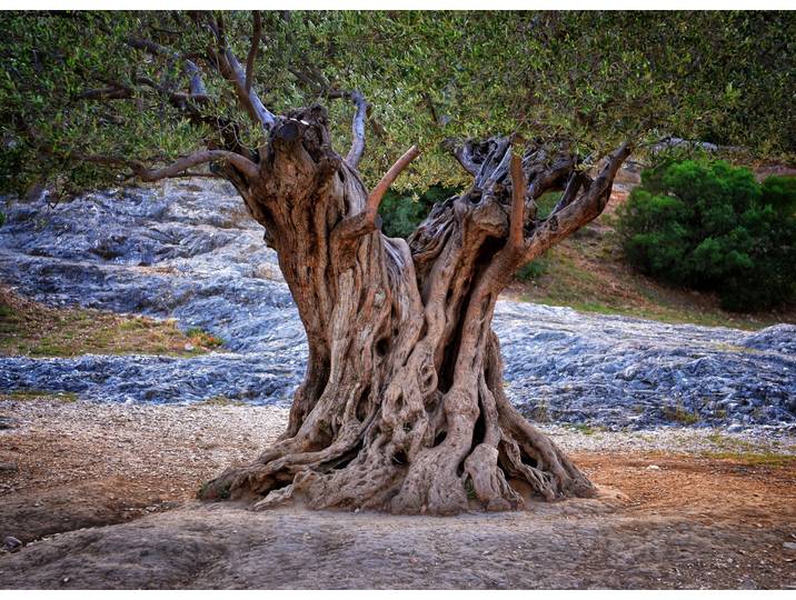 Fototapete PAPERMOON Old Olive Tree Trunks , bunt, B:4m L:2,6m, Vlies, Tapeten, Fototapete