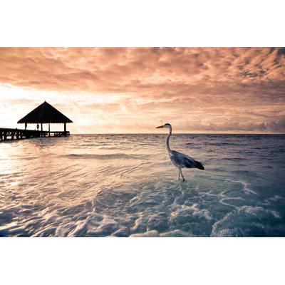 Fototapete PAPERMOON "Flamingo Tropical Beach", bunt, B:5m L:2,8m, Vlies, Tapeten