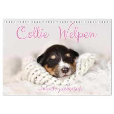 Collie Welpen einfach zuckersüß (Tischkalender 2026 DIN A5 quer), CALVENDO Monatskalender