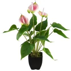 EUROPALMS Anthurie, Kunstpflanze, weiß pink