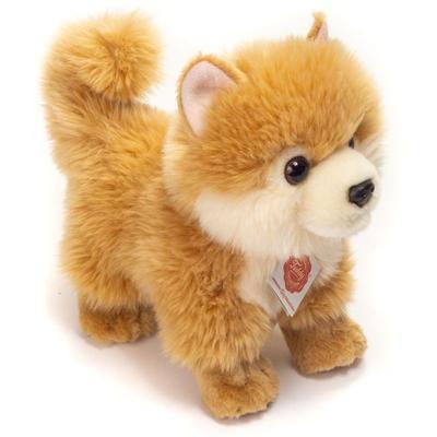 Zwergspitz, 22 cm