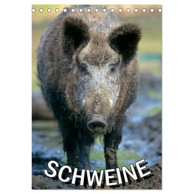 Schweine 2027 (Tischkalender 2027 DIN A5 hoch), CALVENDO Monatskalender