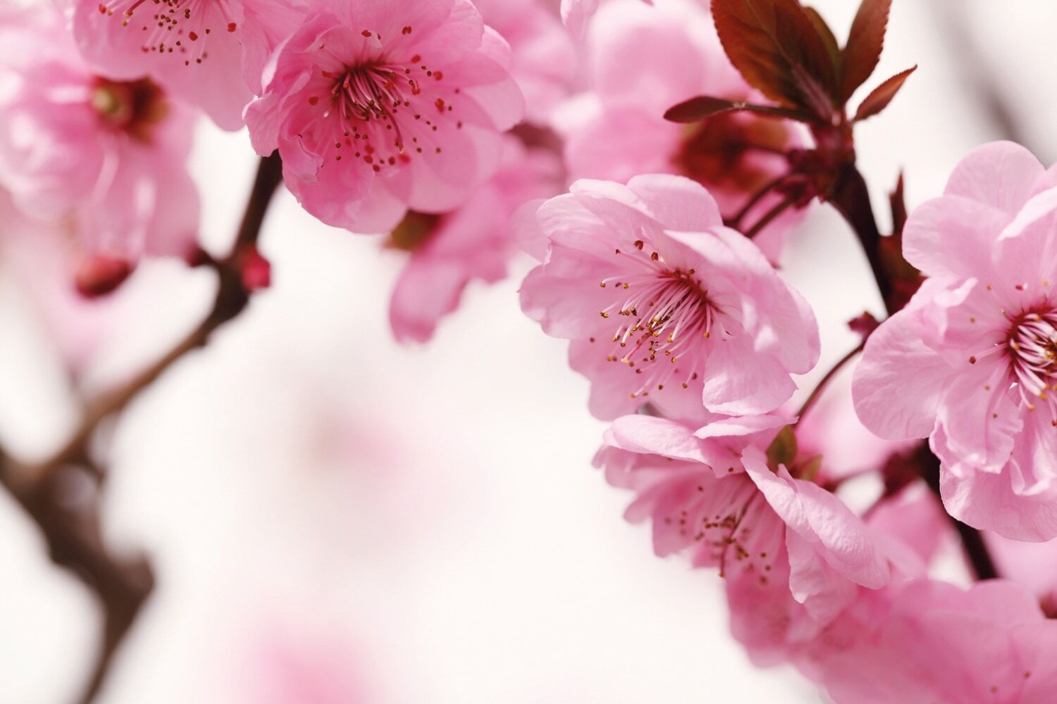 Fototapete PAPERMOON "Peach Blossom", bunt, B:2m L:1,49m, Vlies, Tapeten, Fototapete
