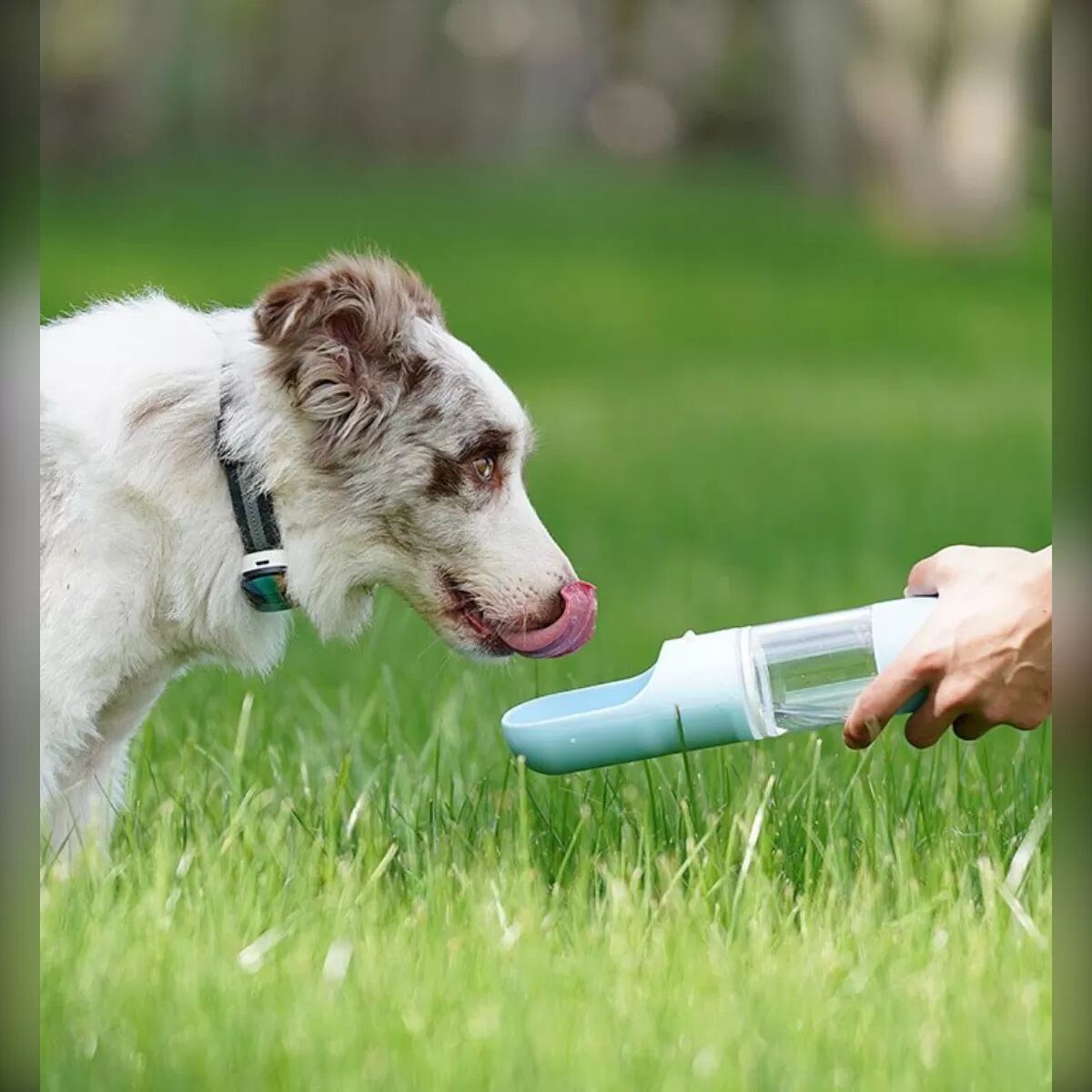 INF Tragbare Haustier-Wasserflasche - Einhandbedienung, auslaufsicheres Design für den Außenbereich Blau