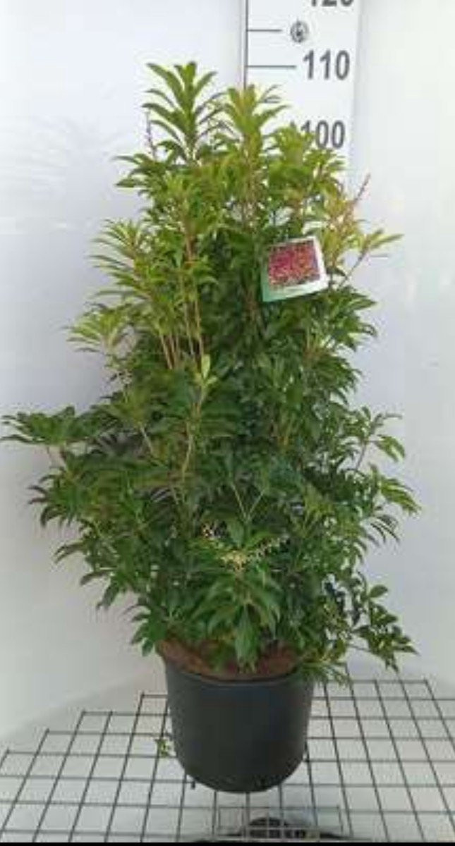 Pieris japonica Mountain Fire Rotsheide Lavendelheide in pot 50-60 cm