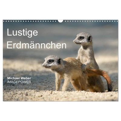 Lustige Erdmännchen (Wandkalender 2027 DIN A3 quer), CALVENDO Monatskalender